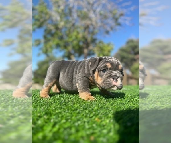Medium Photo #4 English Bulldog Puppy For Sale in ATLANTA, GA, USA