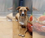 Small #2 Australian Shepherd-Boxer Mix