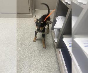 Australian Kelpie-Unknown Mix Dogs for adoption in Pasadena, TX, USA