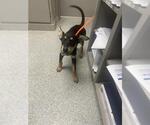 Small Australian Kelpie Mix