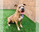 Small #1 American Pit Bull Terrier Mix