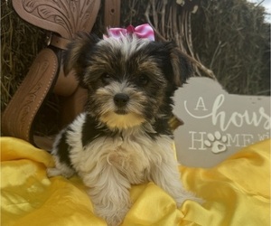 Yorkshire Terrier Puppy for sale in LANCASTER, MO, USA