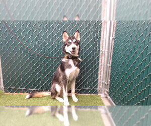 Siberian Husky-Unknown Mix Dogs for adoption in Downey, CA, USA