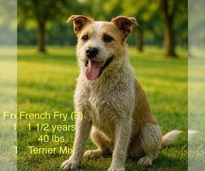 Mutt Dogs for adoption in pomfret, CT, USA