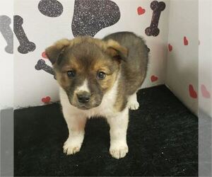 Texas Heeler Puppy for sale in MIAMI, FL, USA