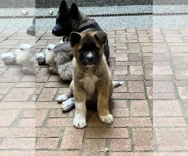 Medium Photo #5 Akita Puppy For Sale in PORT LUDLOW, WA, USA