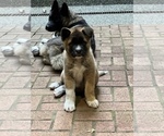 Small Photo #5 Akita Puppy For Sale in PORT LUDLOW, WA, USA