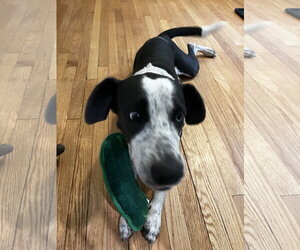 Dewey *LOCAL* *MEET ME* - Male Borador Dog for Adoption - Photo #13