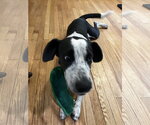 Small Photo #13 Borador Puppy For Sale in Wakefield, RI, USA