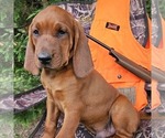 Small #1 Redbone Coonhound