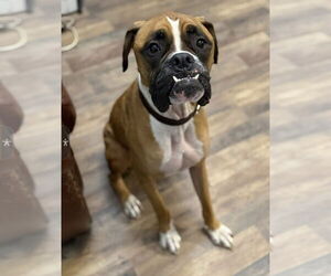 Boxer Dogs for adoption in Dumont, NJ, USA