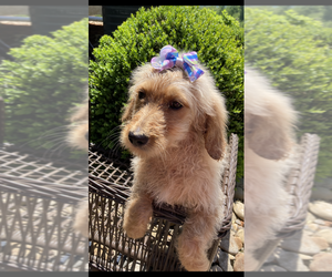 Goldendoodle Puppy for sale in BURNSVILLE, NC, USA