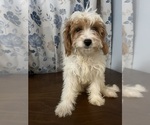 Small #33 Cavapoo-Poodle (Miniature) Mix