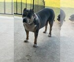 Small Photo #1 American Bully Puppy For Sale in PFLUGERVILLE, TX, USA