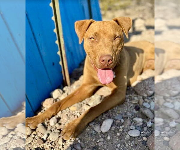 Medium Photo #5 Chocolate Labrador retriever-Unknown Mix Puppy For Sale in Williamsburg, NM, USA
