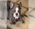 Small #14 French Bulldog