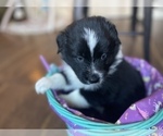Small Photo #22 Australian Shepherd Puppy For Sale in YADKINVILLE, NC, USA