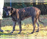 Small #1 Mountain Cur Mix