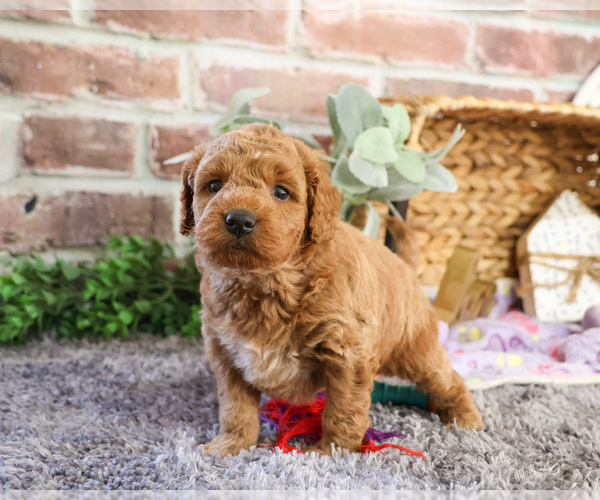 Medium Photo #21 Goldendoodle Puppy For Sale in SYRACUSE, IN, USA