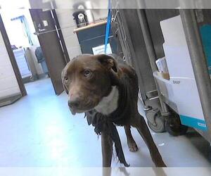 Labrador Retriever Dogs for adoption in Fayetteville, NC, USA