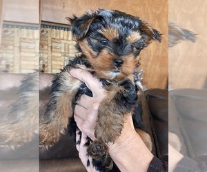 Yorkshire Terrier Puppy for sale in CRAIG, CO, USA