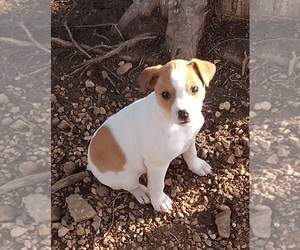 Jack Russell Terrier Puppy for sale in HURRICANE MILLS, TN, USA
