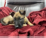 Small Photo #115 Belgian Malinois Puppy For Sale in REESEVILLE, WI, USA