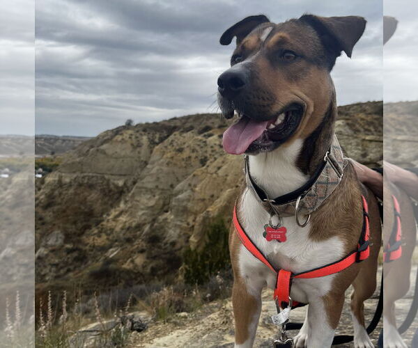 Medium Photo #2 American Pit Bull Terrier-Unknown Mix Puppy For Sale in Fargo, ND, USA