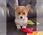 Puppy White bandana Pembroke Welsh Corgi