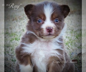 Miniature Australian Shepherd Puppy for sale in SMITHVILLE, AR, USA