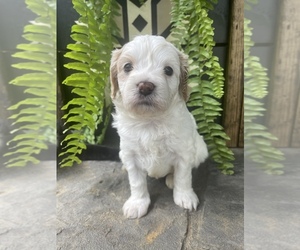 Cavapoo Puppy for Sale in PRINCETON, Indiana USA