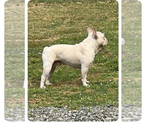 Father of the French Bulldog puppies born on 04/12/2025