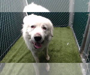 Great Pyrenees Dogs for adoption in Downey, CA, USA