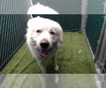DENALI - Male Great Pyrenees Dog for Adoption - Small photo