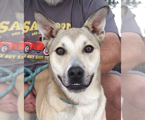 Medium Photo #3 Mutt Puppy For Sale in Carrollton, TX, USA