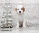 Small Photo #1 Cavapoo (Miniature) Puppy For Sale in MARIETTA, GA, USA