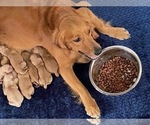 Small #17 Golden Retriever