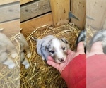 Small Photo #15 Australian Shepherd Puppy For Sale in MONONA, IA, USA