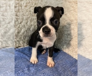 Boston Terrier Puppy for sale in CRKD RVR RNCH, OR, USA