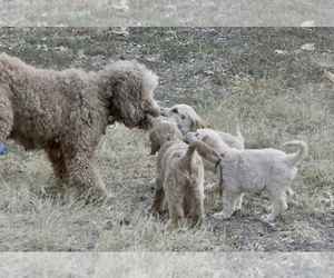 Goldendoodle Puppy for Sale in LIVE OAK, Texas USA