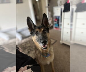 Guinness - Male German Shepherd Dog Dog for Adoption - Photo #2