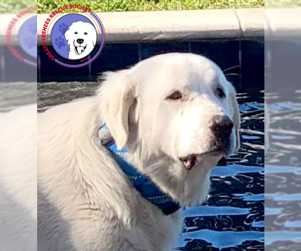 Medium Photo #2 Great Pyrenees Puppy For Sale in Spring, TX, USA