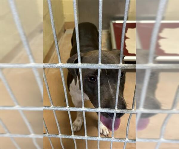 Medium Photo #1 American Pit Bull Terrier-Unknown Mix Puppy For Sale in Texas City, TX, USA