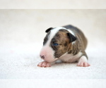 Small #4 Miniature Bull Terrier