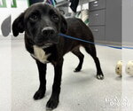 Small #1 Retriever  Mix