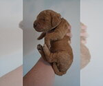 Puppy Ocean Goldendoodle (Miniature)
