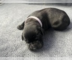 Puppy Purple Cane Corso