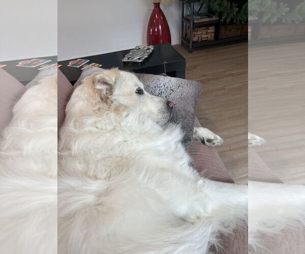 Medium Photo #8 Great Pyrenees Puppy For Sale in Houston, TX, USA