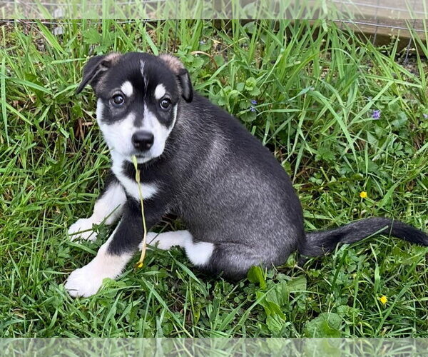 Medium Photo #4 Labsky Puppy For Sale in Alexander, AR, USA