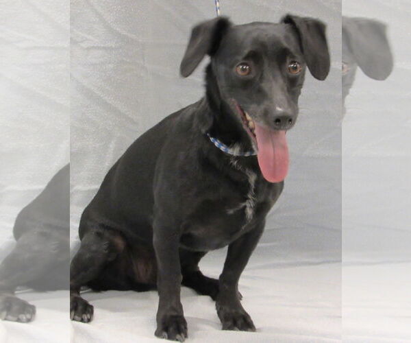 Medium Photo #3 Chiweenie Puppy For Sale in Conroe, TX, USA